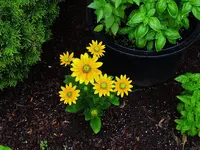 016.webp