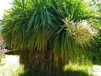 DSCN8655.webp