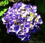 DSCN8663.webp