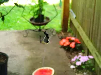 081.webp