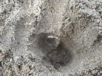 DSCN5311.webp