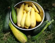 daily photo first squash harvest.webp