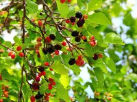 055.webp