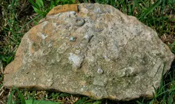 fossil.webp