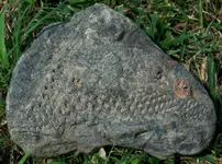 treefossil.webp