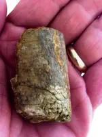fossil.webp