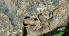 fossil11.webp