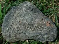 treefossil12.webp