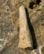 fossil2.webp