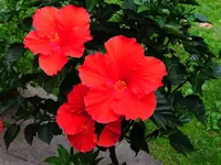 013.webp