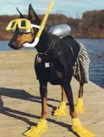 top-10-funny-animals-in-scuba-diving-gear-8.webp