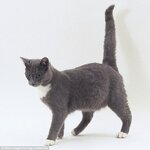 29A5668100000578-0-I_m_feeling_happy_A_feline_holding_its_tail_up_tall_wants_you_to-m-17_1434407.jpg