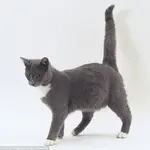 29A5668100000578-0-I_m_feeling_happy_A_feline_holding_its_tail_up_tall_wants_you_to-m-17_1434...webp