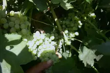 grapes.webp