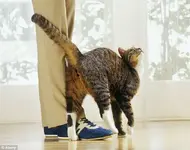 29A53B5A00000578-0-Let_s_be_pals_Your_cat_isn_t_trying_to_trip_you_up_a_tail_rubbin-m-16_1434...webp