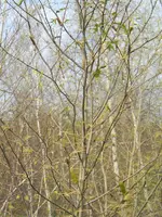 ImageUploadedByTreasureNet.com1434273811.511044.webp ImageUploadedByTreasureNet.com1434273811.511044.webp