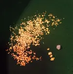 ImageUploadedByTreasureNet.com1437091578.393369.webp