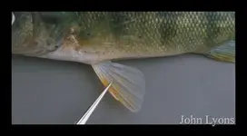 pelvic fin.webp pelvic fin.webp