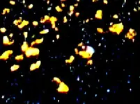 goldnpancrop4B.webp