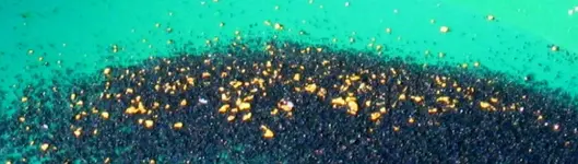 goldnpancrop.webp