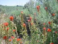 Wagontire2010 022.webp