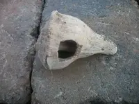 Florida Artifacts (4).webp