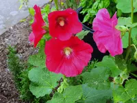 003.webp