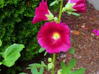 004.webp