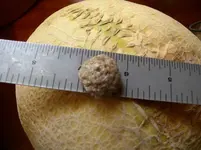 rock scale (4).webp