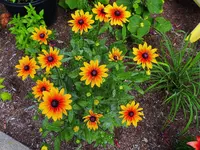 005.webp