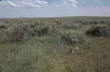 grass lands colorado.webp