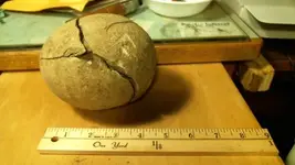 dinosaur egg 2.webp