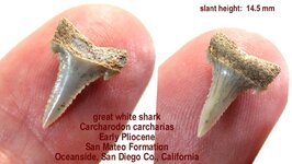 shark_carcharias_smallest.JPG