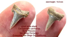 shark_carcharias_smallest.webp shark_carcharias_smallest.webp