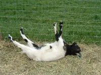 Fainting_goat.webp