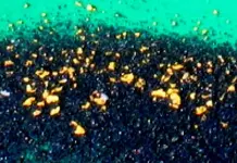 goldnpancrop2.webp