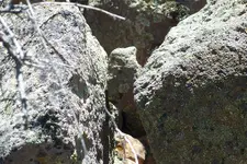 minitrapcloseup2.webp