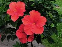 Red Hibiscus.webp