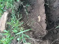 mystery tem front yard.webp