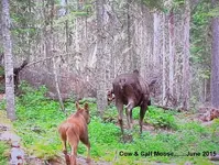 Cam 1 June 2015 Text.webp Cam 1 June 2015 Text.webp