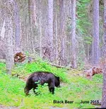 Cam 2 June 2015 Text.webp