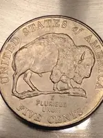 wounded bison 2.webp wounded bison 2.webp