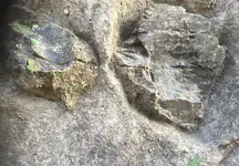 rock 3.webp