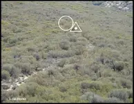 LH2-CanadianTrout.webp