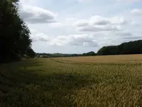 image.webp