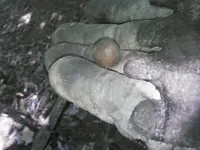 musketball.webp musketball.webp