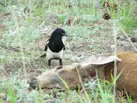 Magpie 1.webp