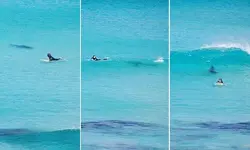 shark.webp