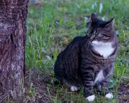 catitude.webp catitude.webp