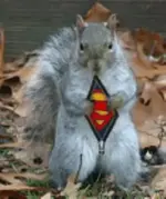 super squirrel.webp